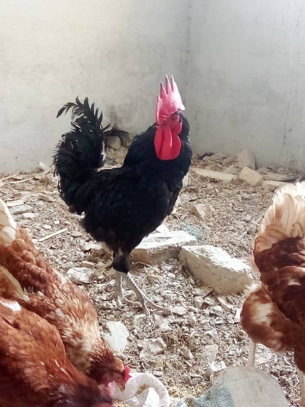 Commercial Australorp Rooster 1