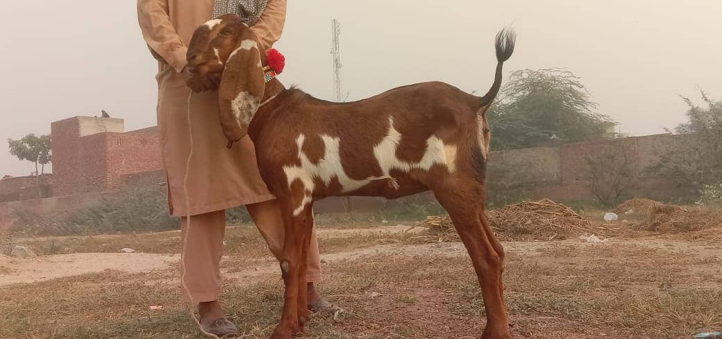 Bakri for sale 0