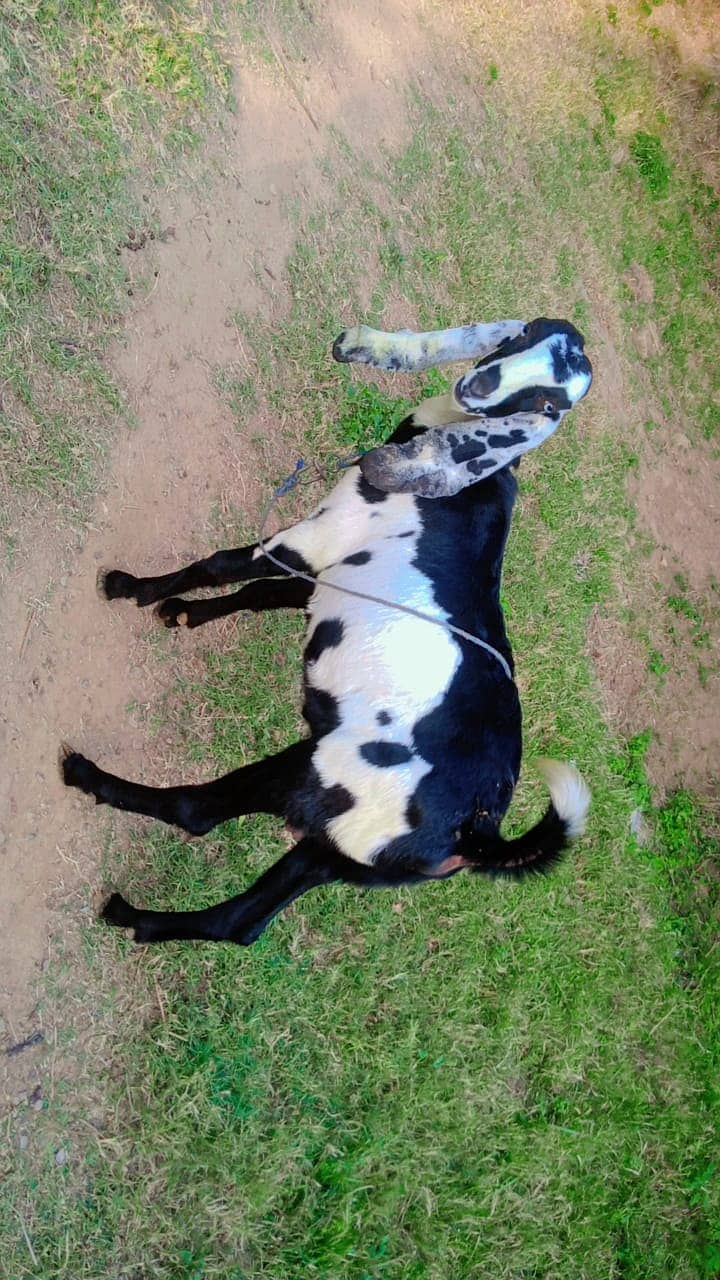 Bakri for sale 2