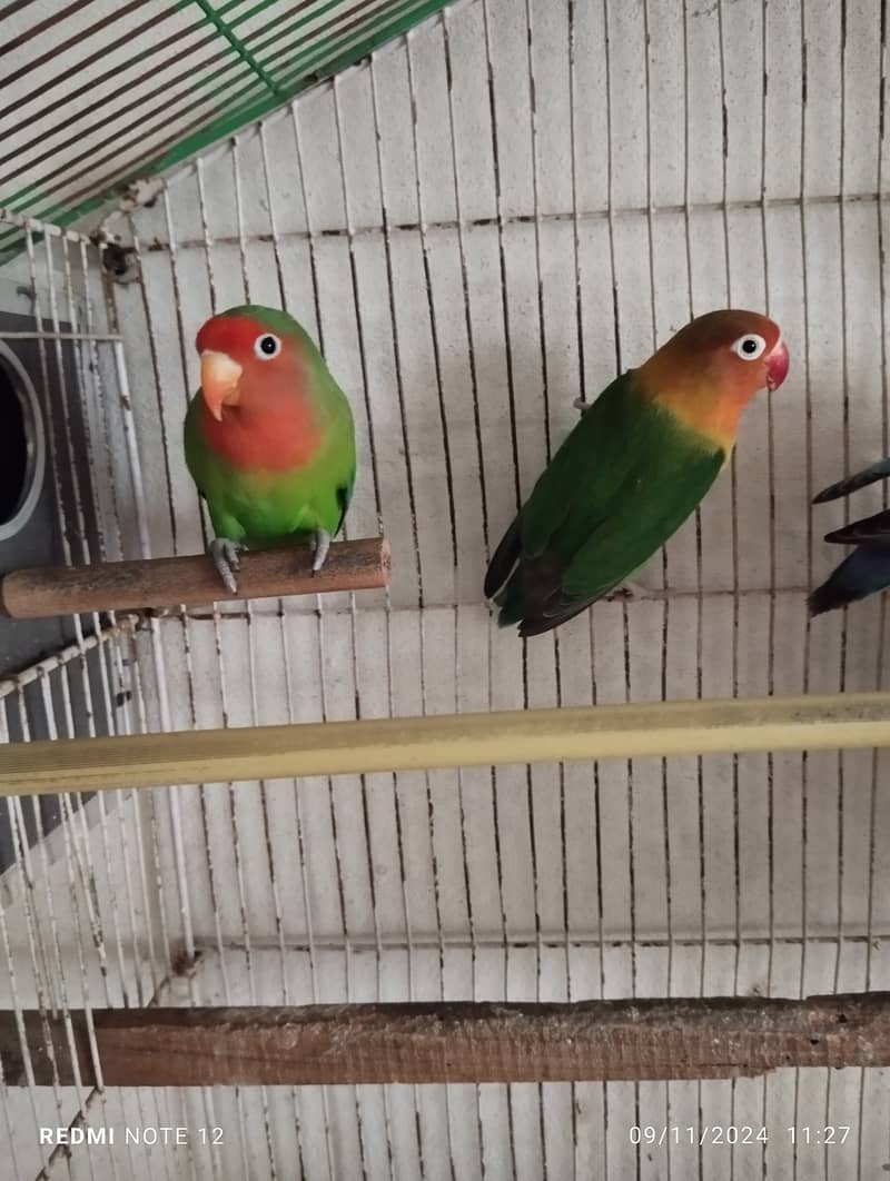 Love Bird Pair Green Colour 0