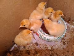 golden buff chicks, desi,rabbit