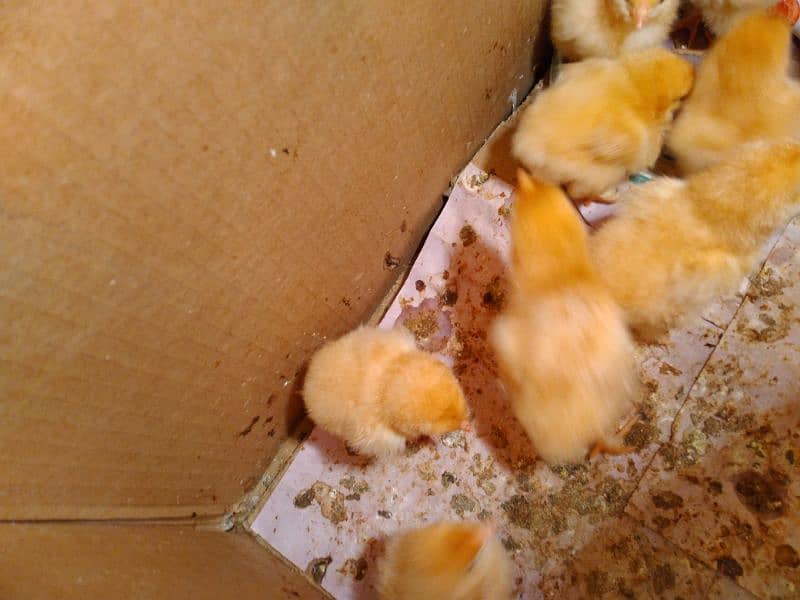 golden buff chicks, desi,rabbit 1