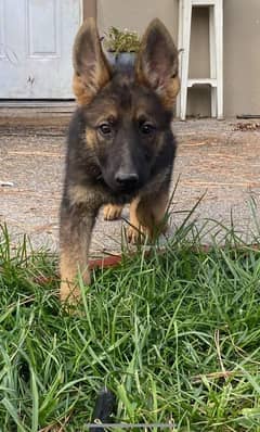 German Shepherd puppy dog for sale Call My WhatsApp 0341,7817026