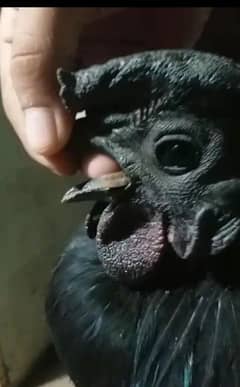 2 male ayam cemani pure gray tongue