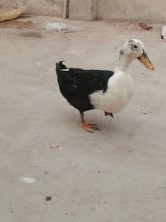 Ducks