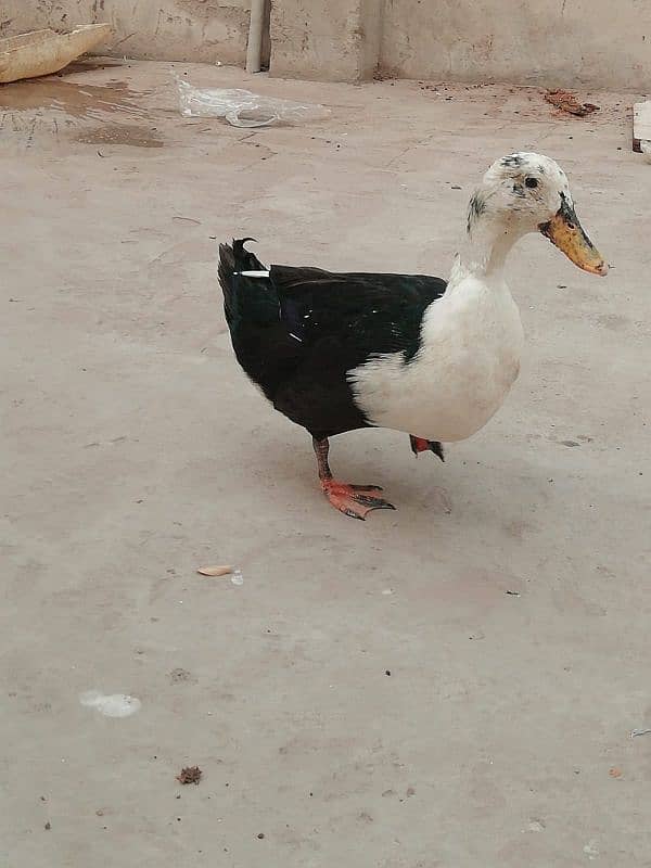 Ducks 0