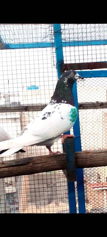 Highflying pigeons. . . 4 females & 6 males. . . Breeder pigeons. . 0