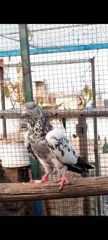 Highflying pigeons. . . 4 females & 6 males. . . Breeder pigeons. . 3