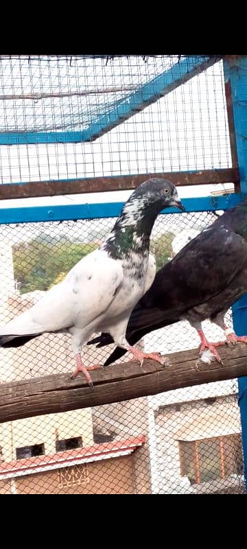 Highflying pigeons. . . 4 females & 6 males. . . Breeder pigeons. . 4