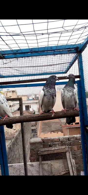 Highflying pigeons. . . 4 females & 6 males. . . Breeder pigeons. . 5