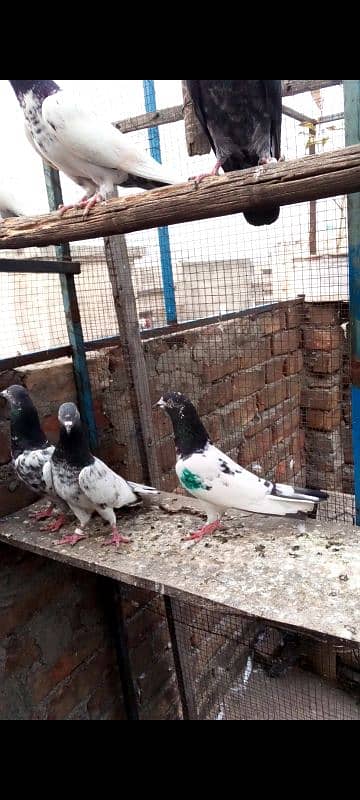 Highflying pigeons. . . 4 females & 6 males. . . Breeder pigeons. . 6