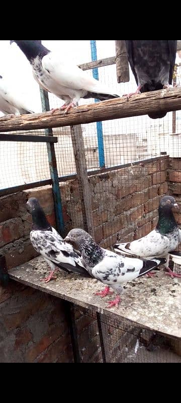 Highflying pigeons. . . 4 females & 6 males. . . Breeder pigeons. . 7