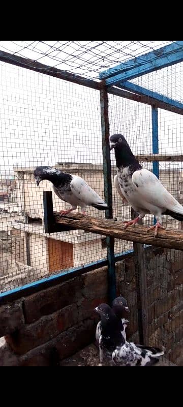 Highflying pigeons. . . 4 females & 6 males. . . Breeder pigeons. . 9