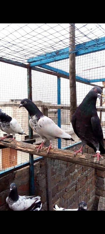 Highflying pigeons. . . 4 females & 6 males. . . Breeder pigeons. . 10