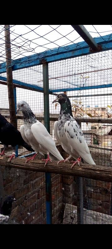 Highflying pigeons. . . 4 females & 6 males. . . Breeder pigeons. . 11