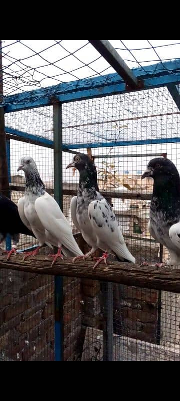 Highflying pigeons. . . 4 females & 6 males. . . Breeder pigeons. . 12