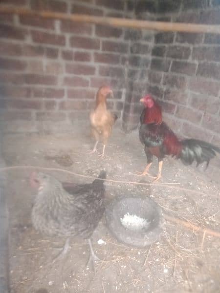 desi hens avail 0