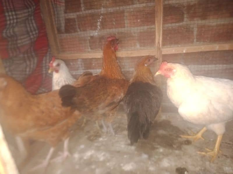 desi hens avail 1