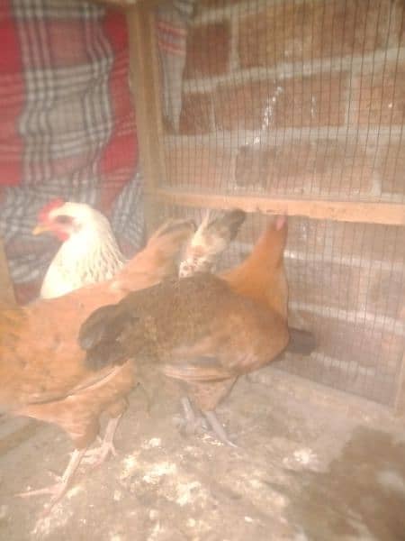 desi hens avail 2