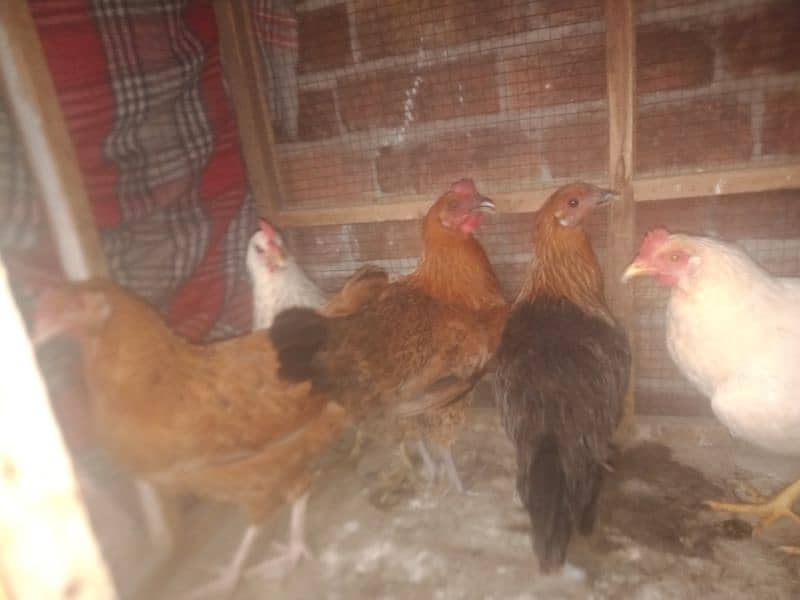 desi hens avail 3