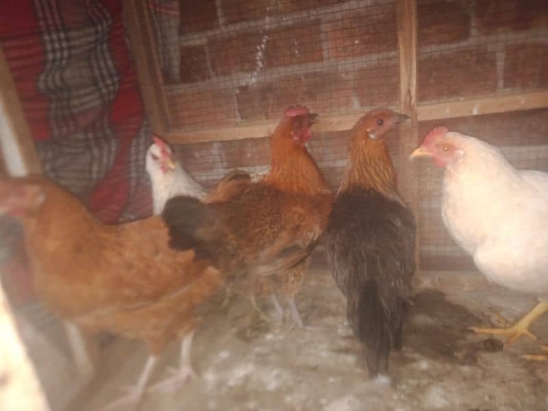 desi hens avail 4