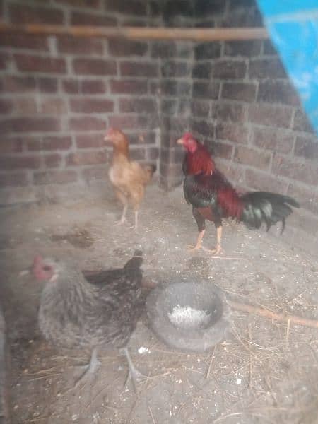 desi hens avail 5