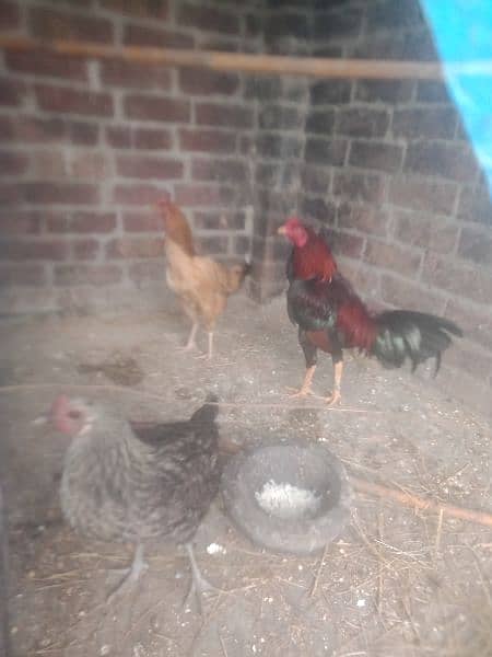 desi hens avail 6