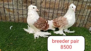 fancy pigeon | kabutar| Jacobin|  frillback saddle | amarican fantail|