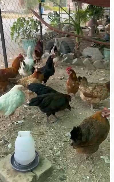 golden misri hens | egg laying hens |desi murghi | desi murga for sale 8