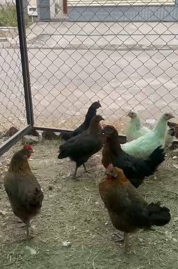 golden misri hens | egg laying hens |desi murghi | desi murga for sale 9