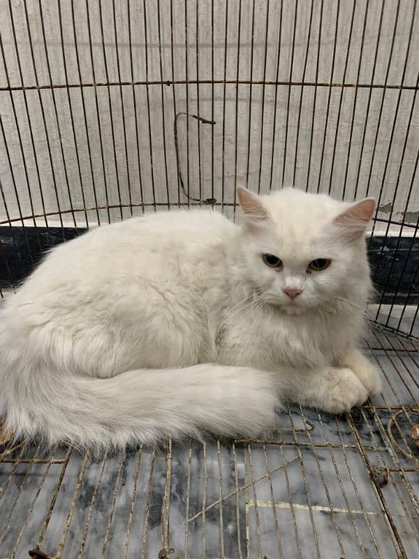 Persian Cat Female Tripple Coat 8 Months 0