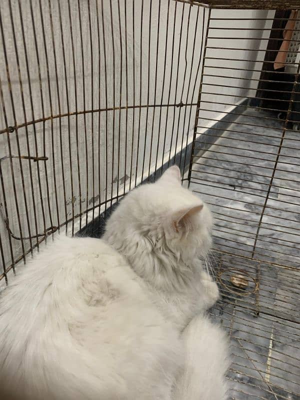 Persian Cat Female Tripple Coat 8 Months 2