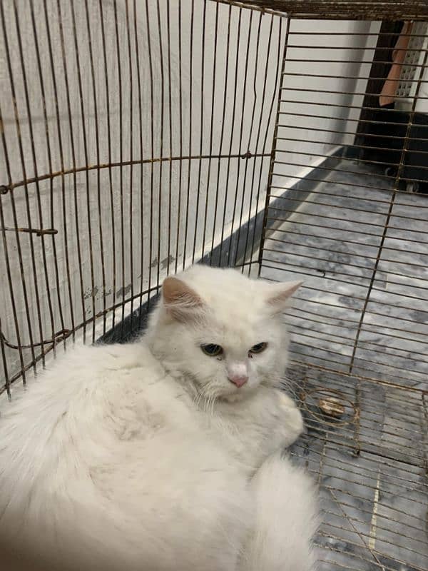 Persian Cat Female Tripple Coat 8 Months 5