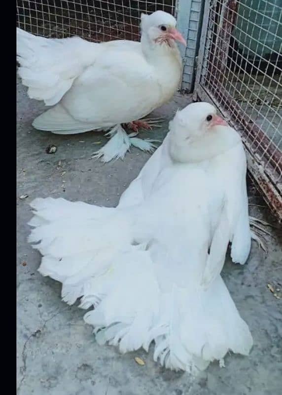 indian fantail pigeons pair and Lakay kaboter available 03114849723 0