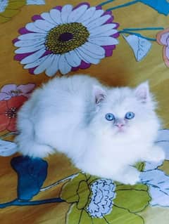 Persian Cat age 2 month urgent for sale Call My WhatsApp 0341,7817026