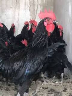 Australorp hen (male) for sale