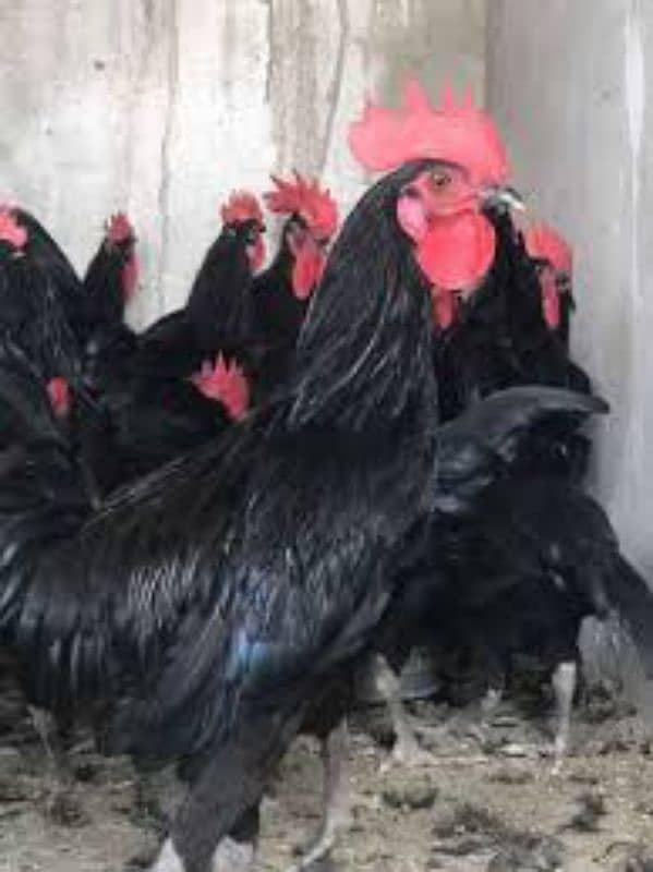 Australorp hen for sale 0