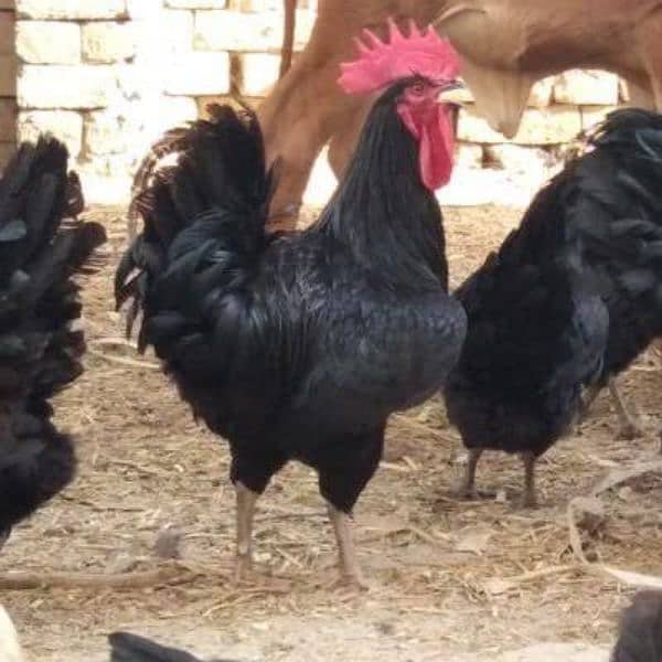 Australorp hen for sale 1