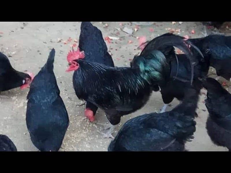 Australorp hen for sale 2