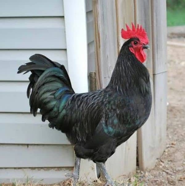 Australorp hen for sale 3