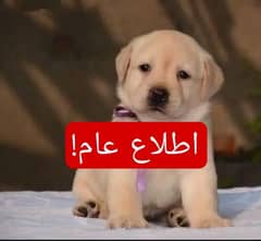 Russion puppy dog|| important msg. . . .