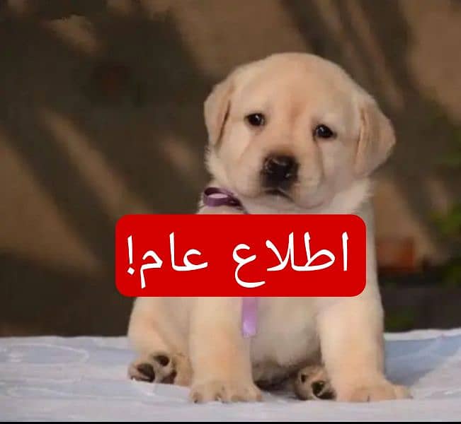 Russion puppy dog|| important msg. . . . 0