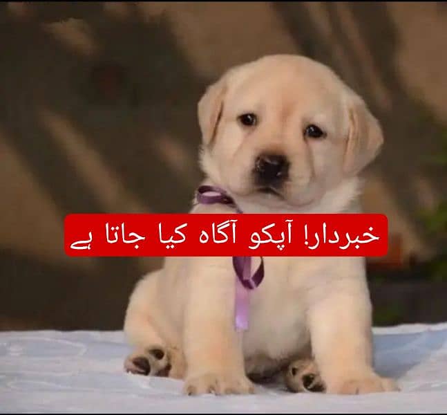 Russion puppy dog|| important msg. . . . 6