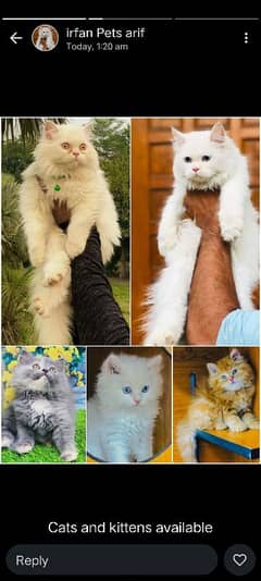 Persian Punch face triple coat cat Kitten