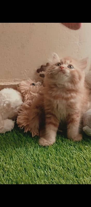 Persian kittens 1