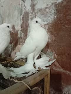 gubara fancy pigeon  | kabutar|  pegion for sale