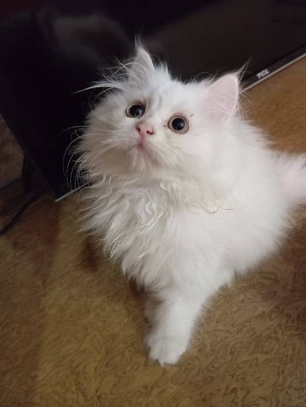 High Quality Persian kittens 4