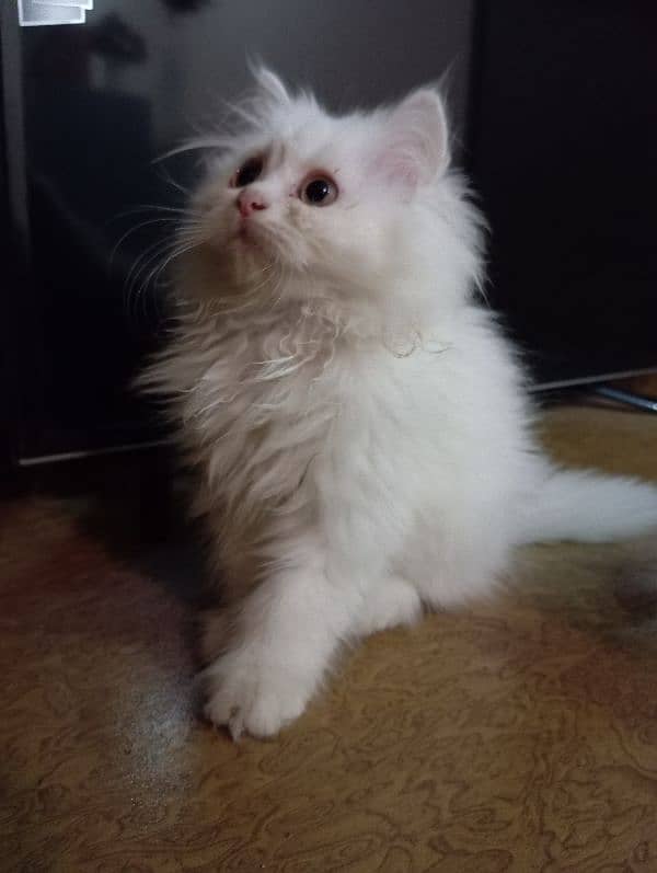 High Quality Persian kittens 5