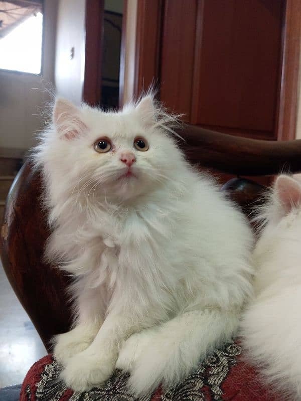 High Quality Persian kittens 6