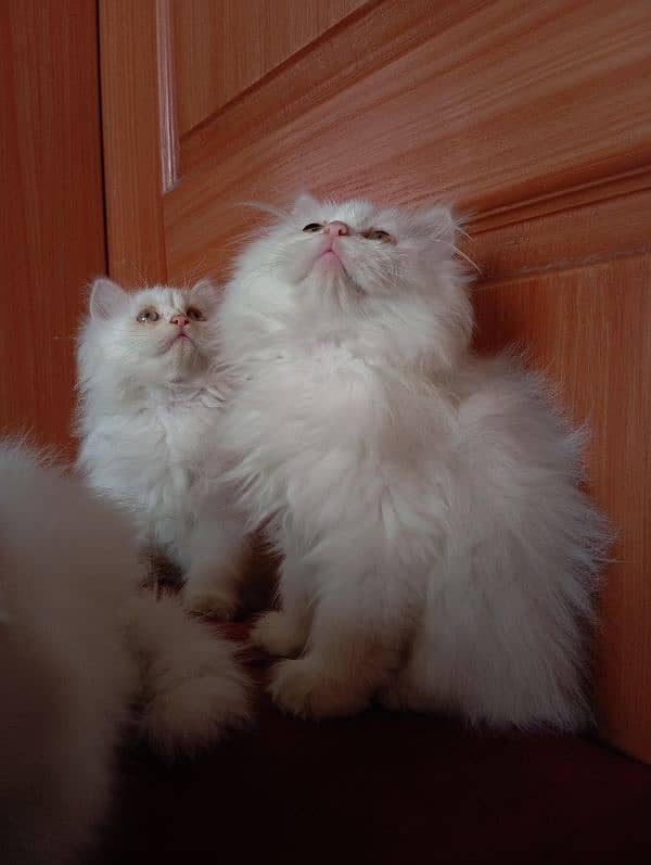 High Quality Persian kittens 8